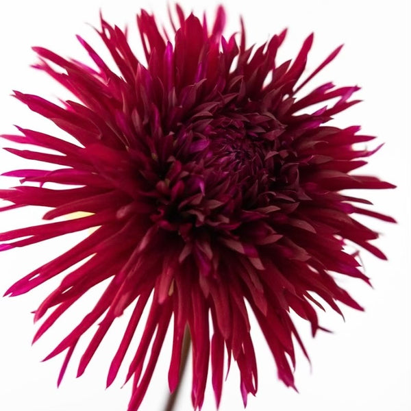 'Urchin' | Dahlia Tuber | Shipping March - April 2025