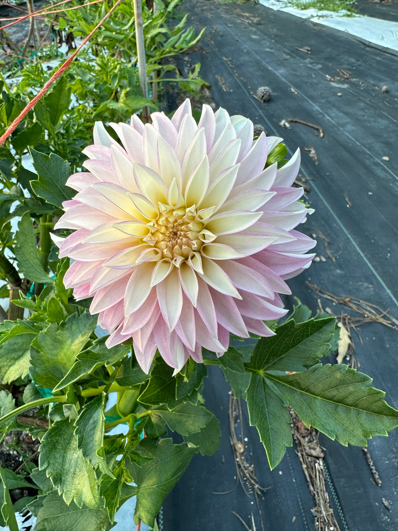 'Verrone's DF' | Dahlia Tuber | Shipping March - April 2025