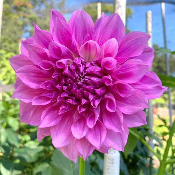 'Lavender Perfection' | Dahlia Tuber | Shipping March - April 2025