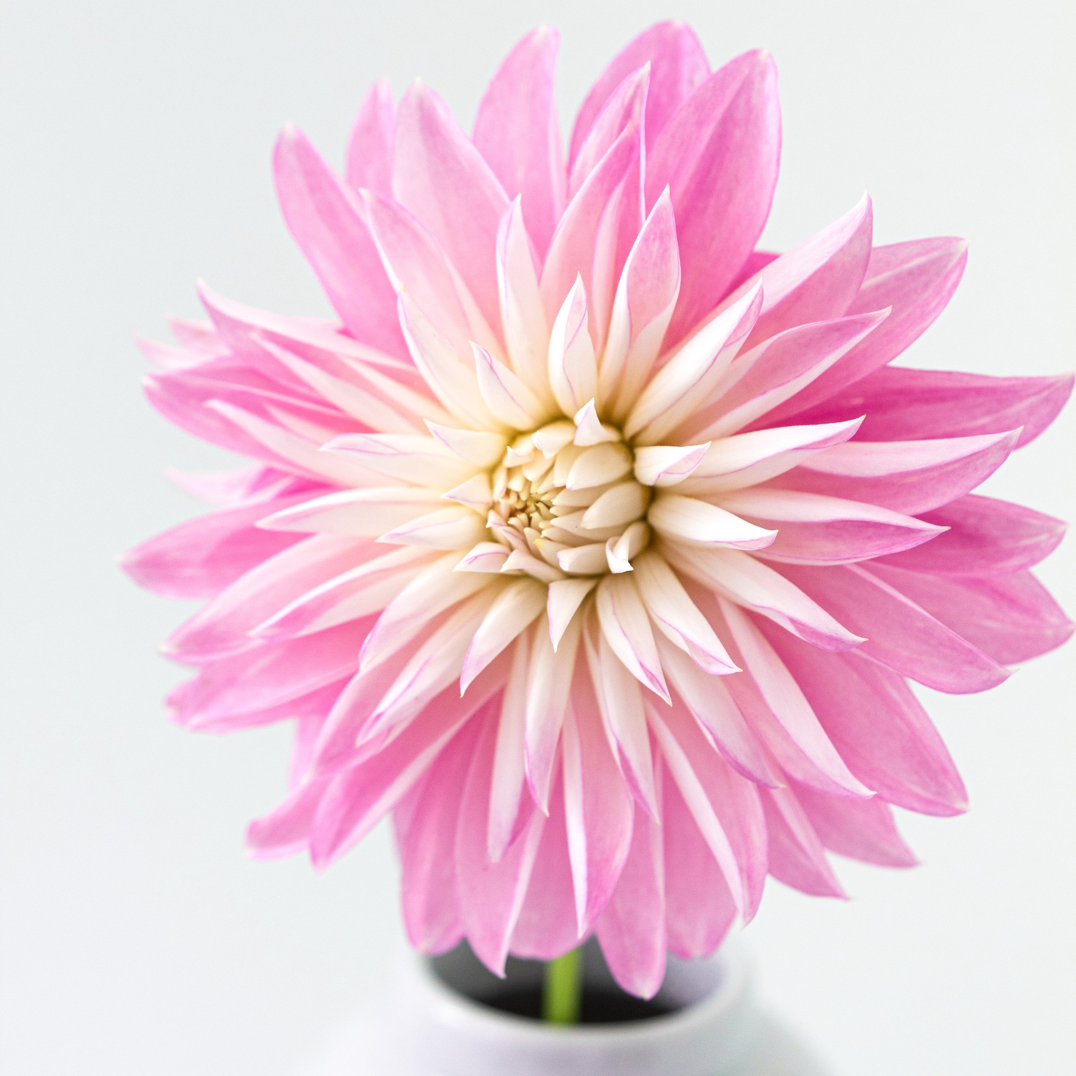 'Alloway Candy' | Dahlia Tuber | Shipping March - April 2025 | Stone ...