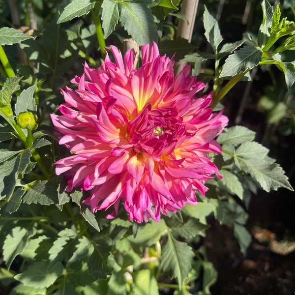 'Bahama Mama' | Dahlia Tuber | Shipping March - April 2025