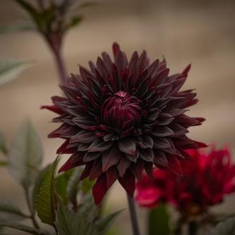 'Black Jack' | Dahlia Tuber | Shipping March - April 2025