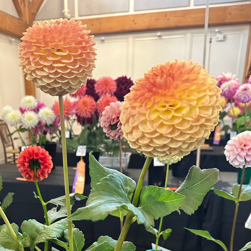 'Blyton Softer Gleam' | Dahlia Tuber | Shipping March - April 2025