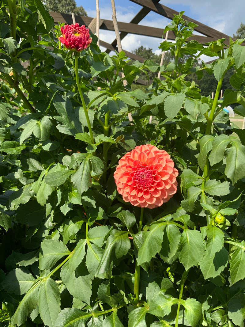 'Sidehill Cindy' | Dahlia Tuber | Shipping March - April 2025