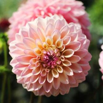 'Castle Drive' | Dahlia Tuber | Shipping Spring 2025