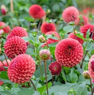 'Copper Boy' | Dahlia Tuber | Shipping March - April 2025