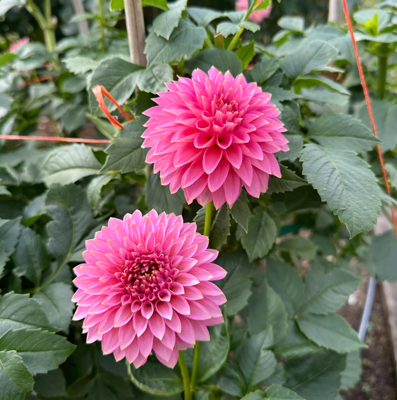 Dahlia Mania Farm Experience | May 25