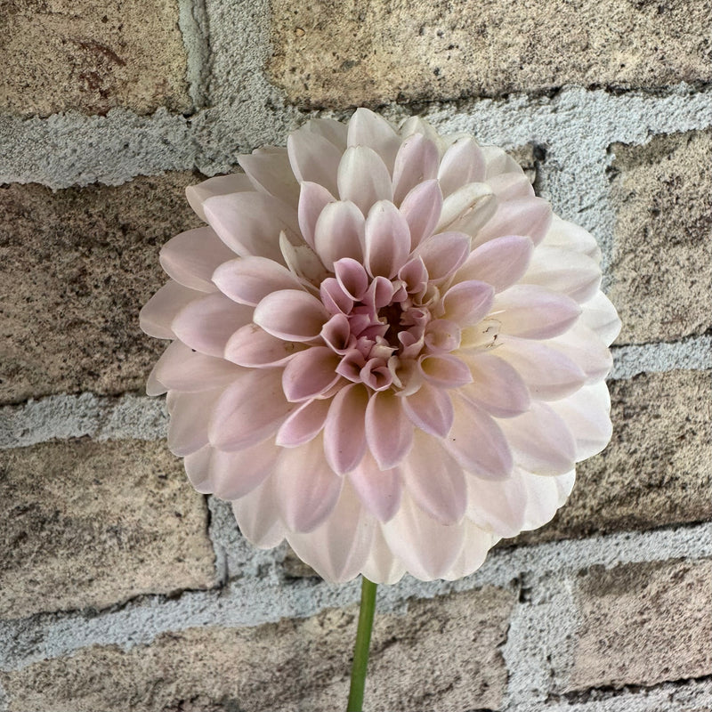 'Coralie' | Dahlia Tuber | Shipping March - April 2025