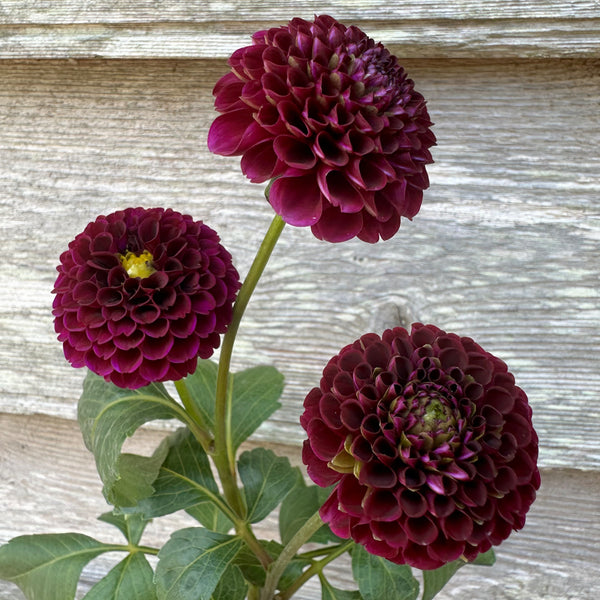 'Moor Place' | Dahlia Tuber | Shipping March - April 2025