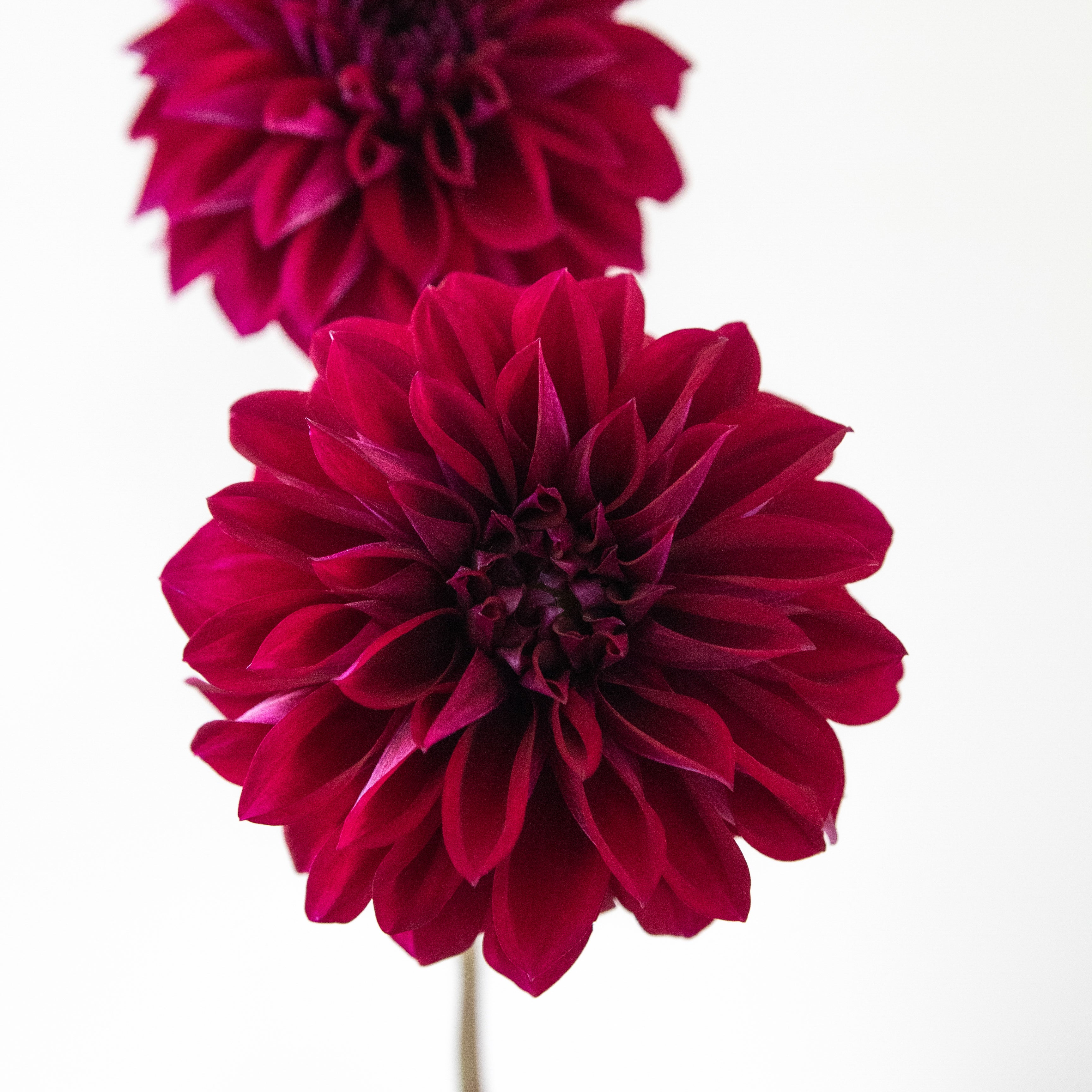 'David George' | Dahlia Tubers | Shipping March - April 2025 | Stone ...