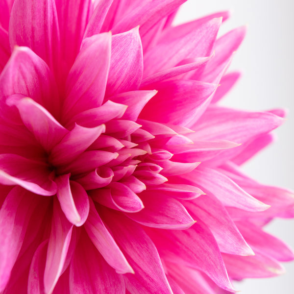 'Ferncliff Inspiration' | Dahlia Tuber | Shipping March - April 2025