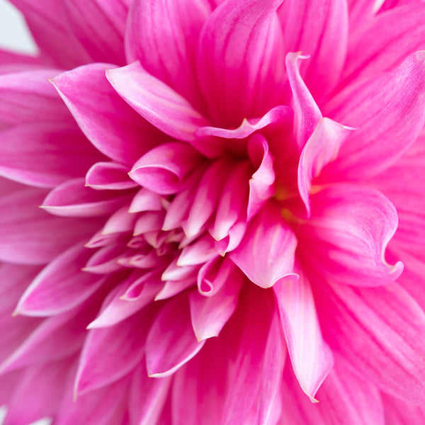 'Ferncliff Inspiration' | Dahlia Tuber | Shipping March - April 2025