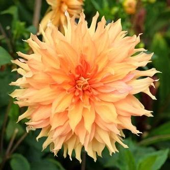 'Hamari Gold' | Dahlia Tuber | Shipping March - April 2025