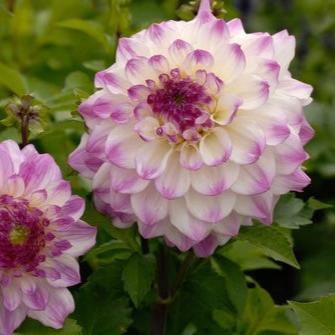 'Hapet Blue Eyes' | Dahlia Tuber | Shipping March - April 2025