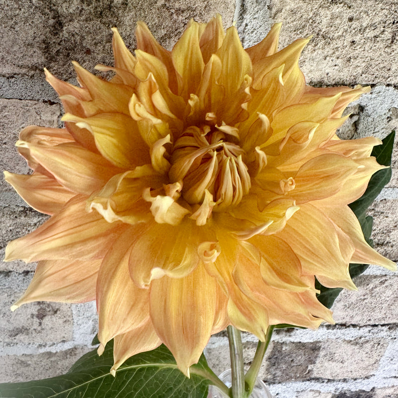 'Harry Meggos' | Dahlia Tuber | Shipping March - April 2025