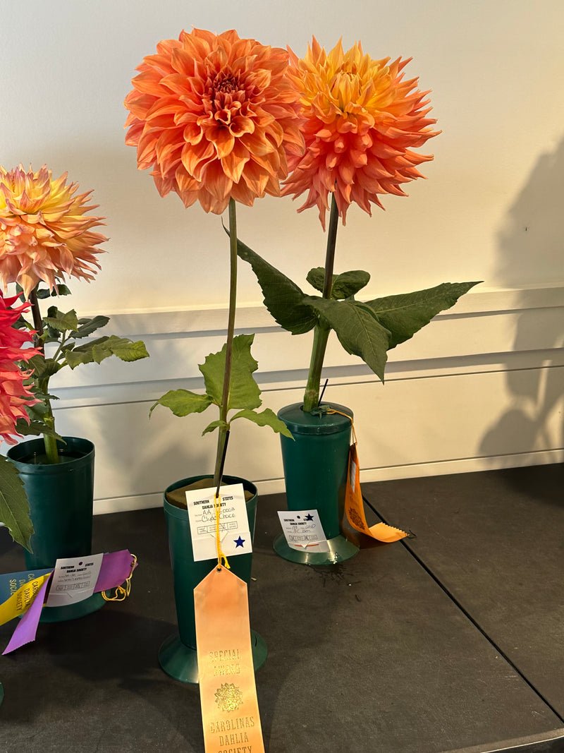 'Clyde's Choice' | Dahlia Tuber | Shipping March - April 2025