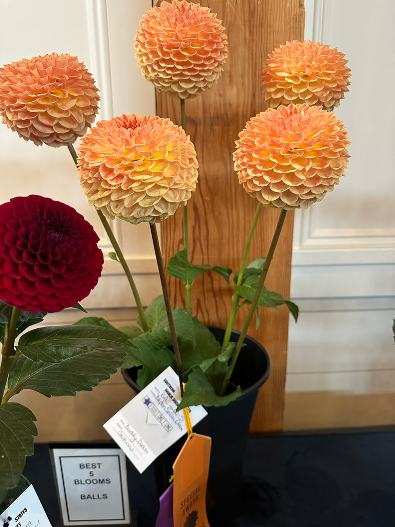 'Blyton Softer Gleam' | Dahlia Tuber | Shipping March - April 2025