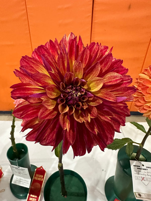 'Gitts Crazy' | Dahlia Tuber | Shipping Spring 2024