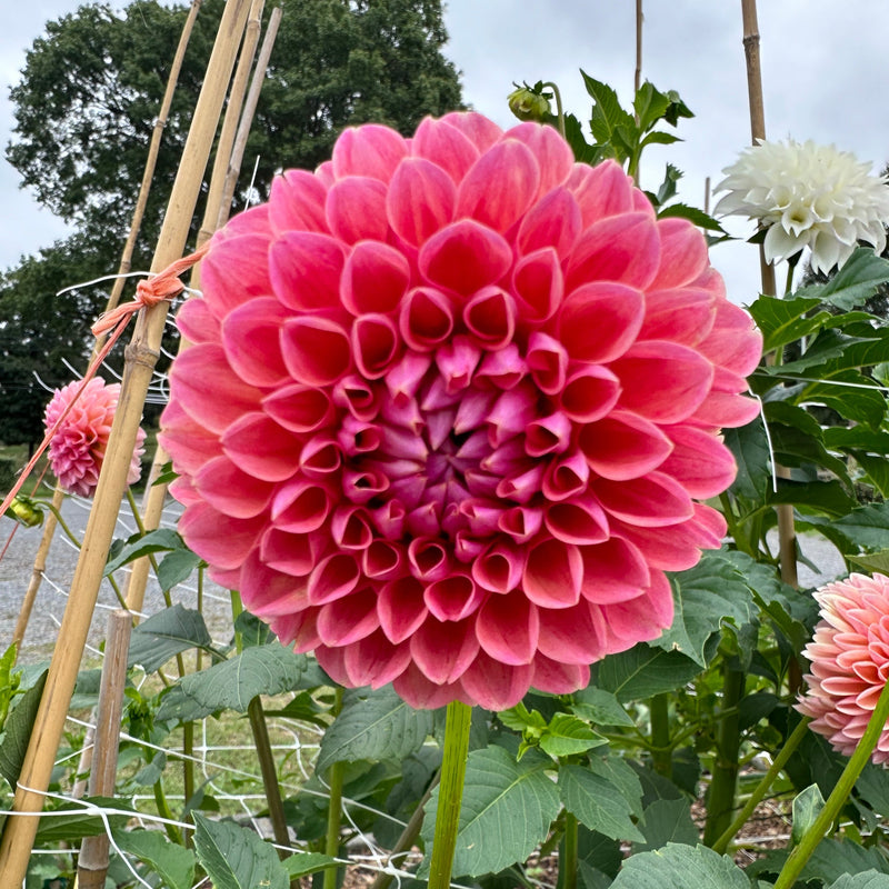 'KA's® Boho Peach' | Dahlia Tuber | Shipping March - April 2025