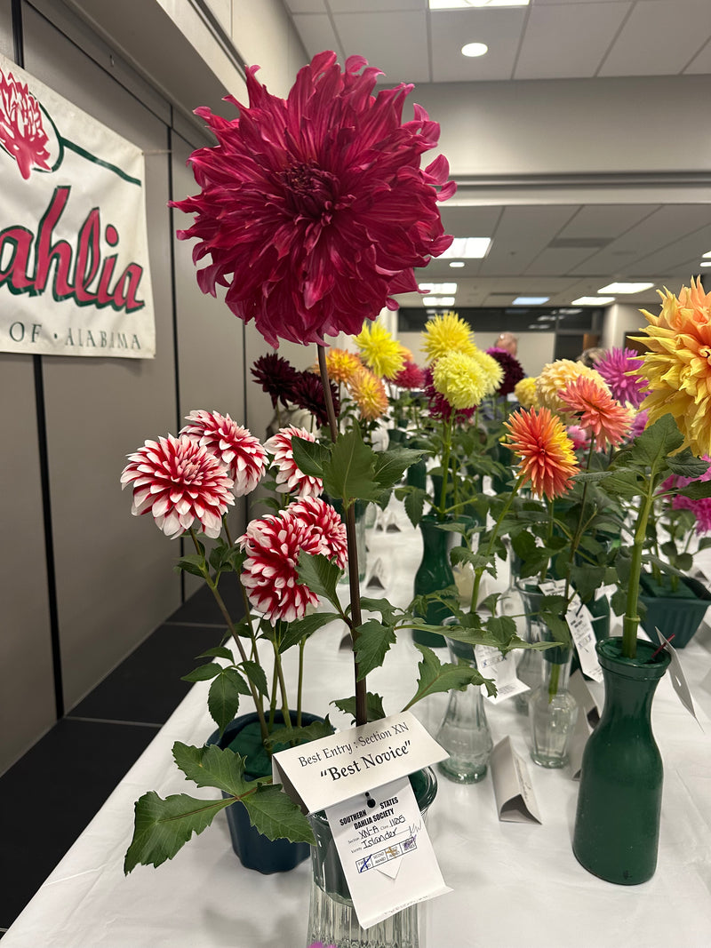 'Islander' | Dahlia Tuber | Shipping March - April 2025