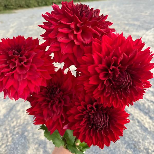 'Hart's Blood Red' | Dahlia Tuber | Shipping March - April 2025