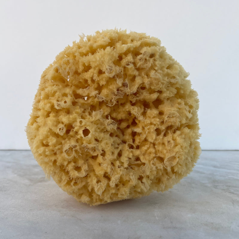 Wool Sponge