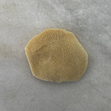 Elephant Ear Sponge