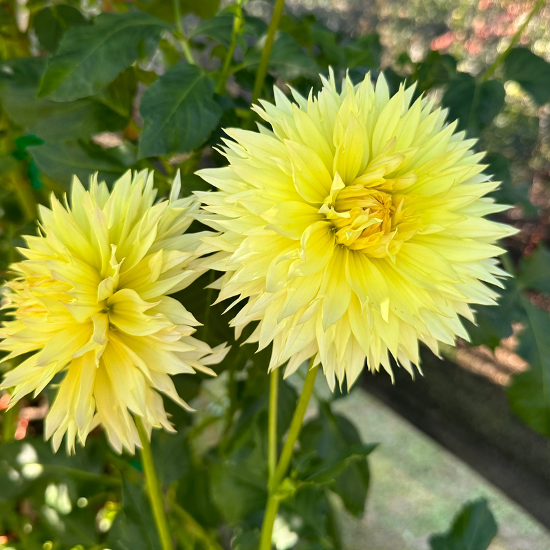 'Citron du Cap' | Dahlia Tuber | Shipping March - April 2025