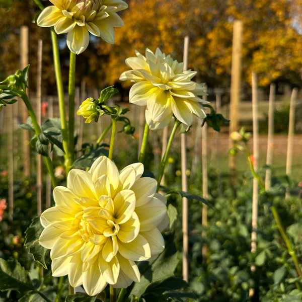 'Sheer Heaven' | Dahlia Tuber | Shipping March - April 2025