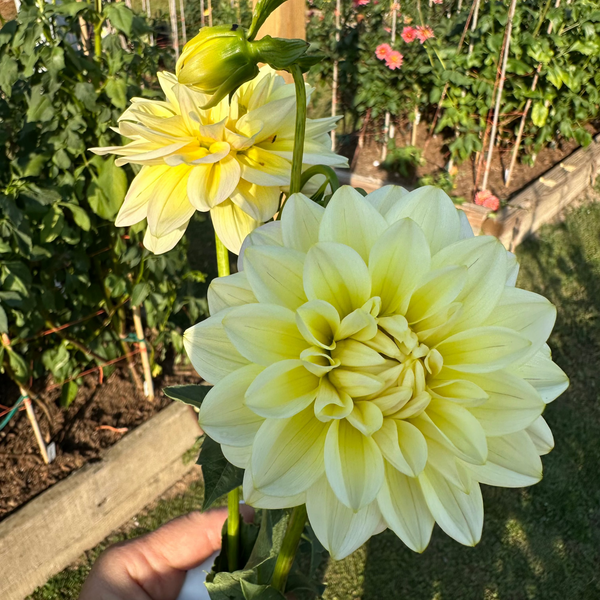 'Sheer Heaven' | Dahlia Tuber | Shipping March - April 2025