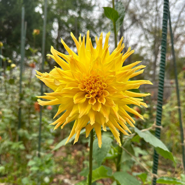 'Madame De Rosa' | Dahlia Tuber | Shipping March - April 2025