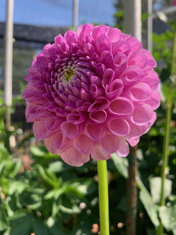 'PM Marsha' | Dahlia Tuber | Shipping March - April 2025 | NEW RELEASE