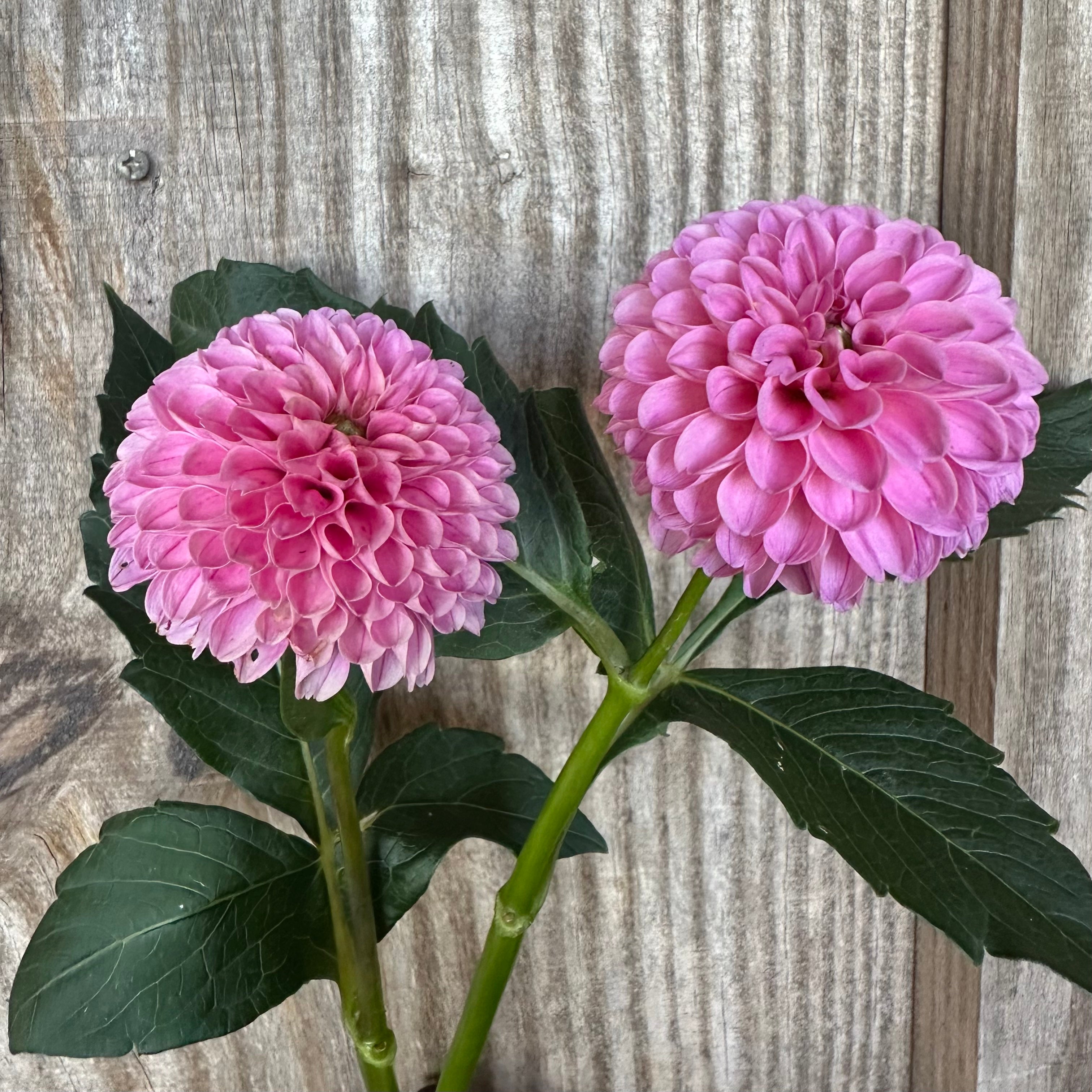 'Rebecca Lynn' | Dahlia Tuber | Shipping March - April 2025 | Stone ...