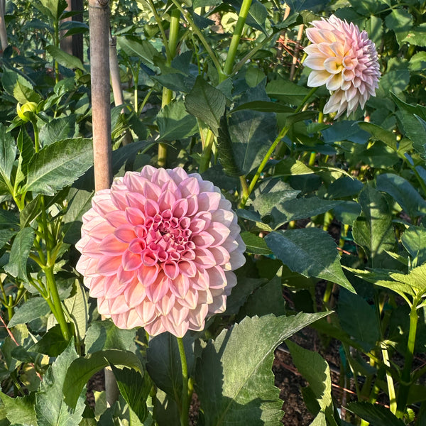 'Rock Run Ashley' | Dahlia Tuber | Shipping March - April 2025