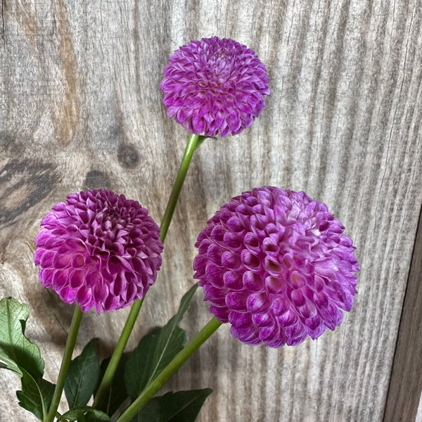 'Willo Borealis' | Dahlia Tuber | Shipping March - April 2025