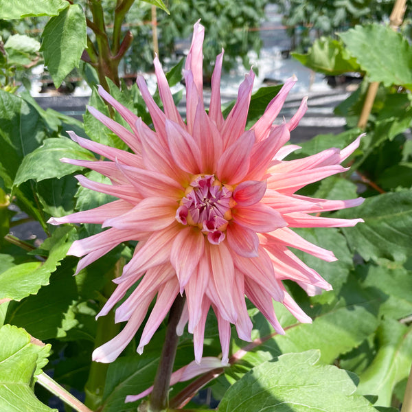 'Wyn's King Salmon' | Dahlia Tuber | Shipping March - April 2025