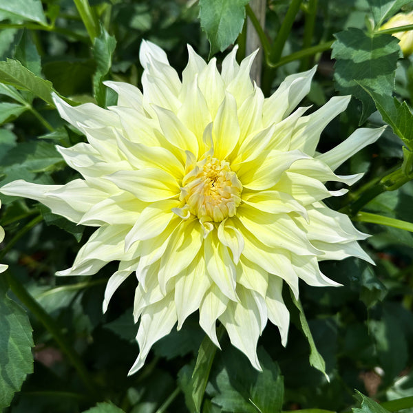 'Wyn's Farmer John' | Dahlia Tuber | Shipping March - April 2025