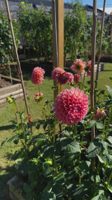 'KA's® Boho Peach' | Dahlia Tuber | Shipping March - April 2025