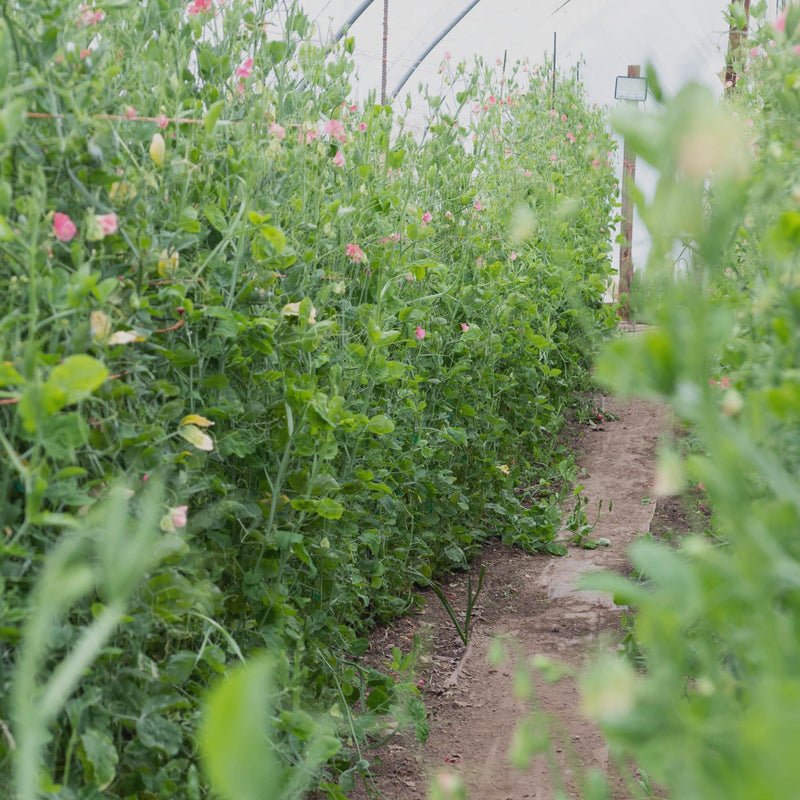 8 Week Autumn Flower Share | Local Pick-Up Only - Stone Hollow Farmstead