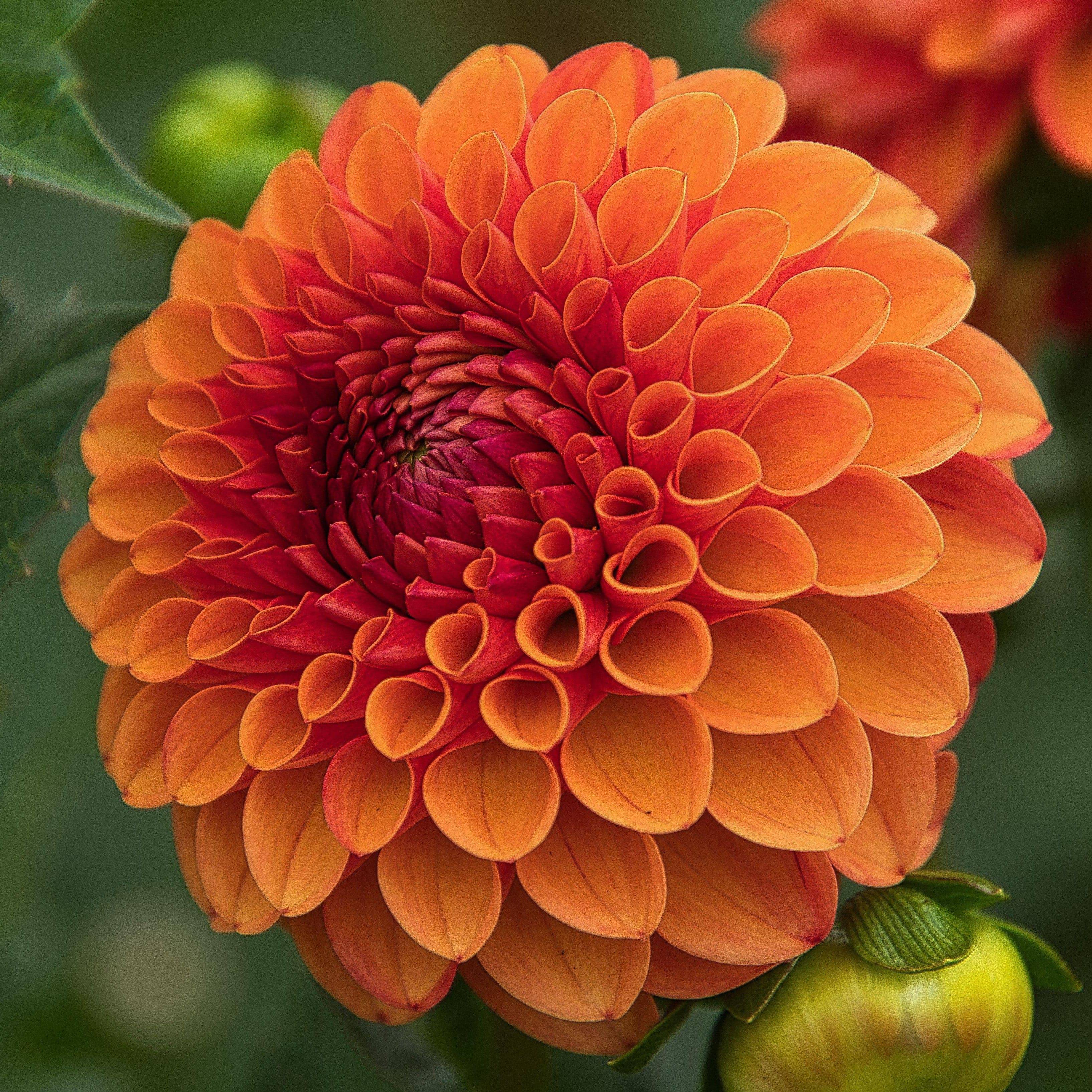 'Jowey Linda' | Dahlia Tuber | Shipping March - April 2025 | Stone ...