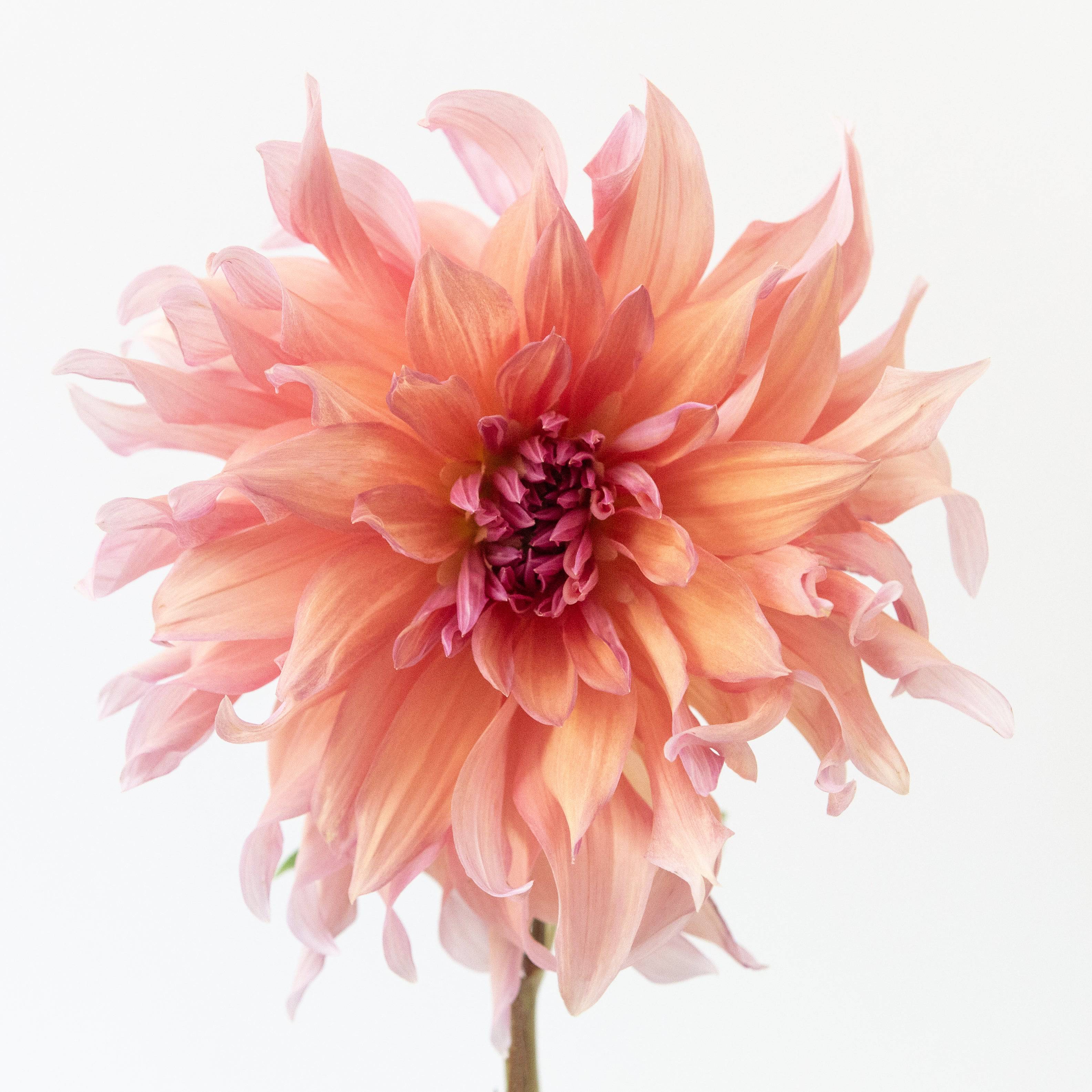 'Penhill Watermelon' | Dahlia Tuber | Shipping March - April 2025 ...